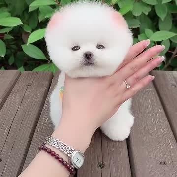 Cute Dog