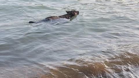 A dog chilling in the river.