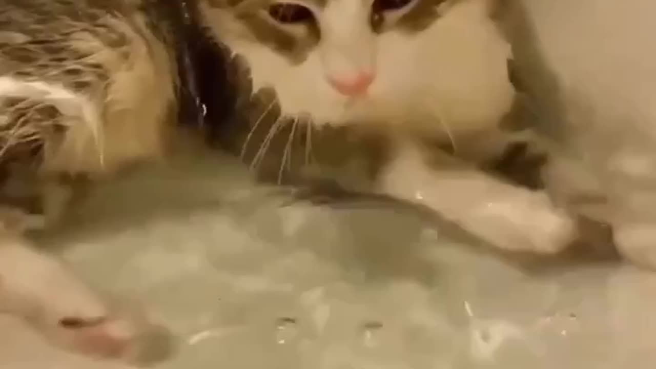 Ever seen cat playing in water 🥰😍