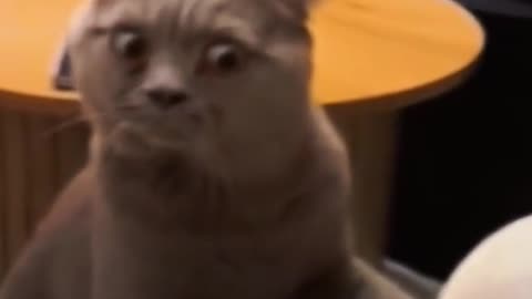 Funny,funny,cat what a smell💯💯💯