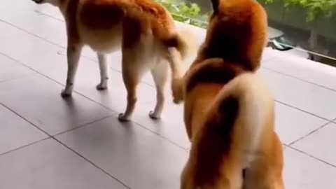 Probably the Funniest on Youtube 😁 - Funny Animals