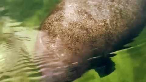 Curious puppy watches manatee pin baby spin