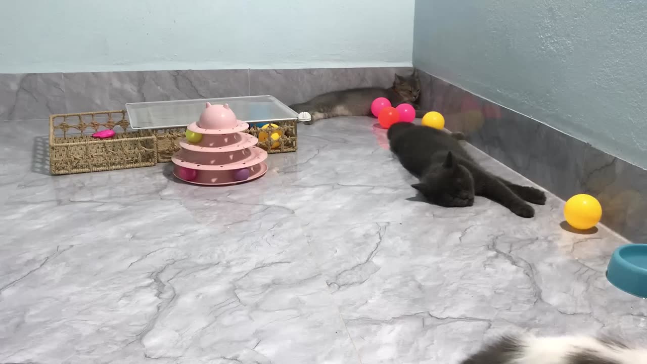 You Laugh You Lose Funniest Dogs and Cats