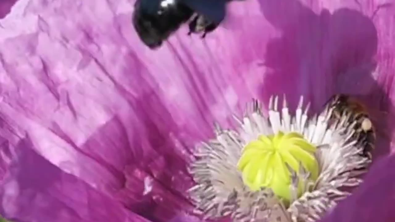 Bee 🐝 funny fall in Poppy Flowers