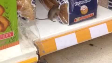 Mouse Eating Bread In A Supermarket