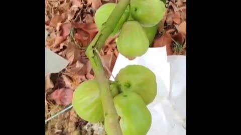 Green Water Apples fruit season #fruitgarden