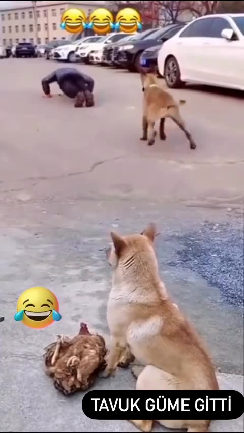 "Incredible Imitators: Dogs Who Put on a Human Show!"