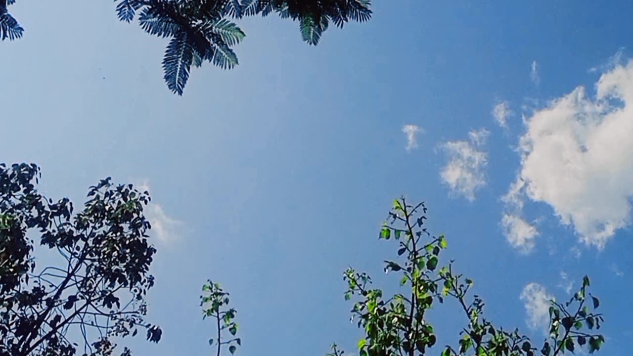 Birds chirping