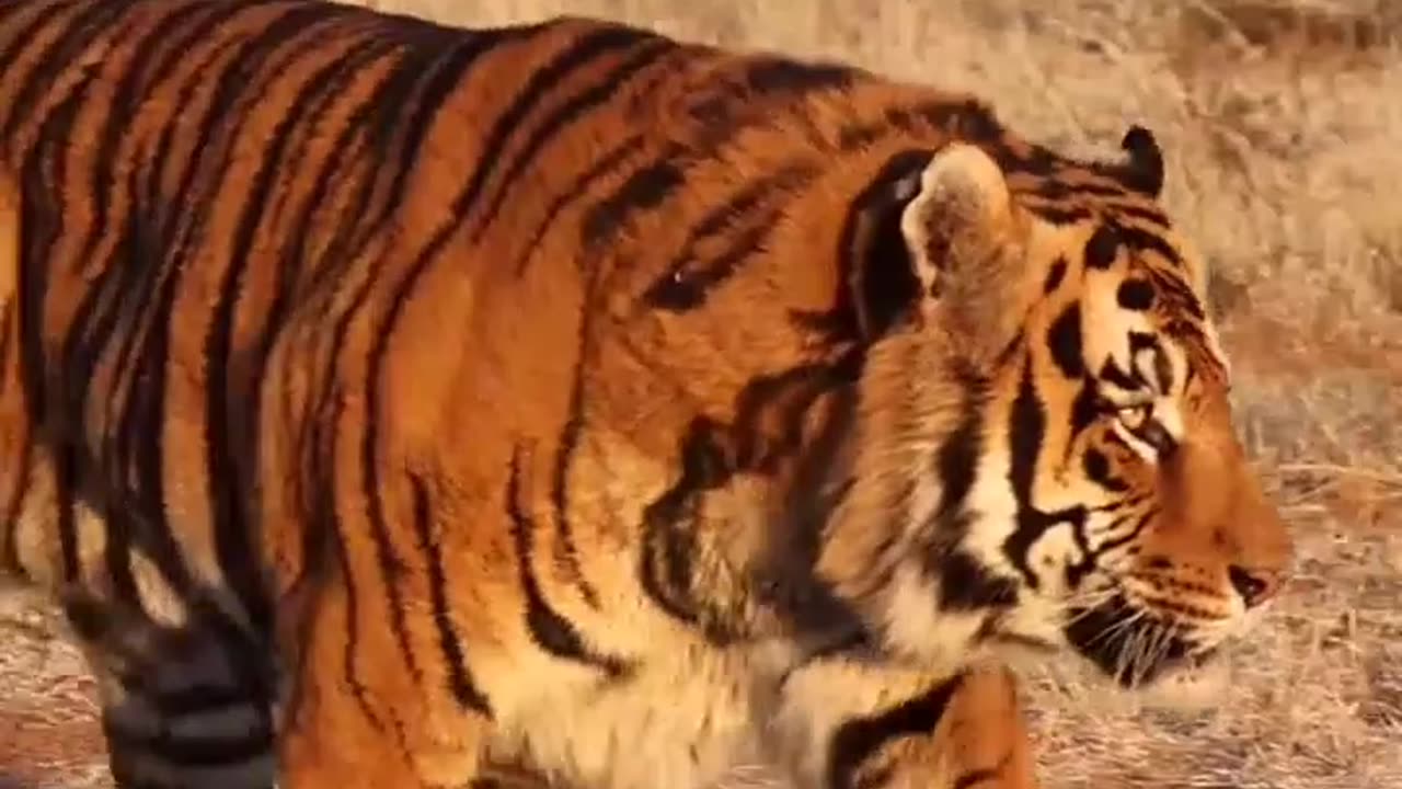 Royal Bengal Tiger 🥰🥰