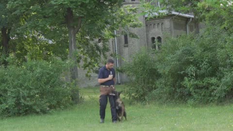 Belgian Malinois - Training Obedience