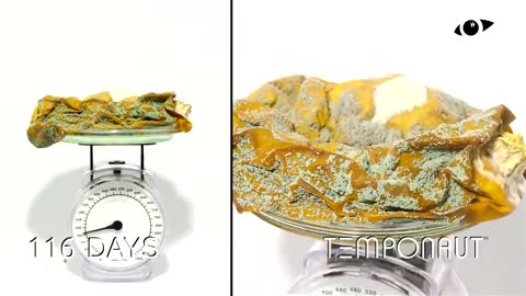 Rotting Vegetable on Scale Timelapse