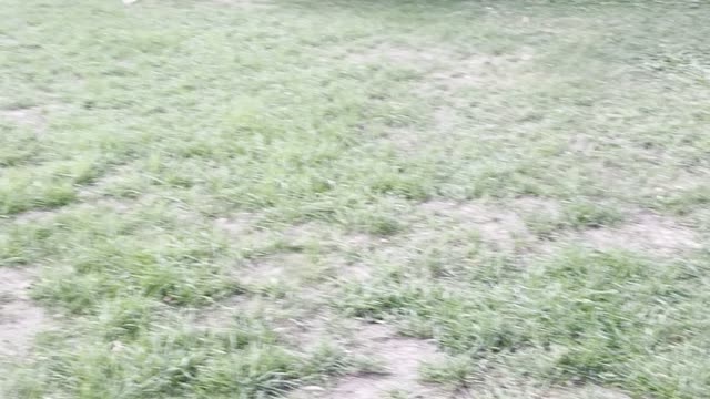 Magpies playing in side walk