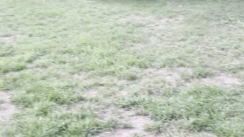 Magpies playing in side walk