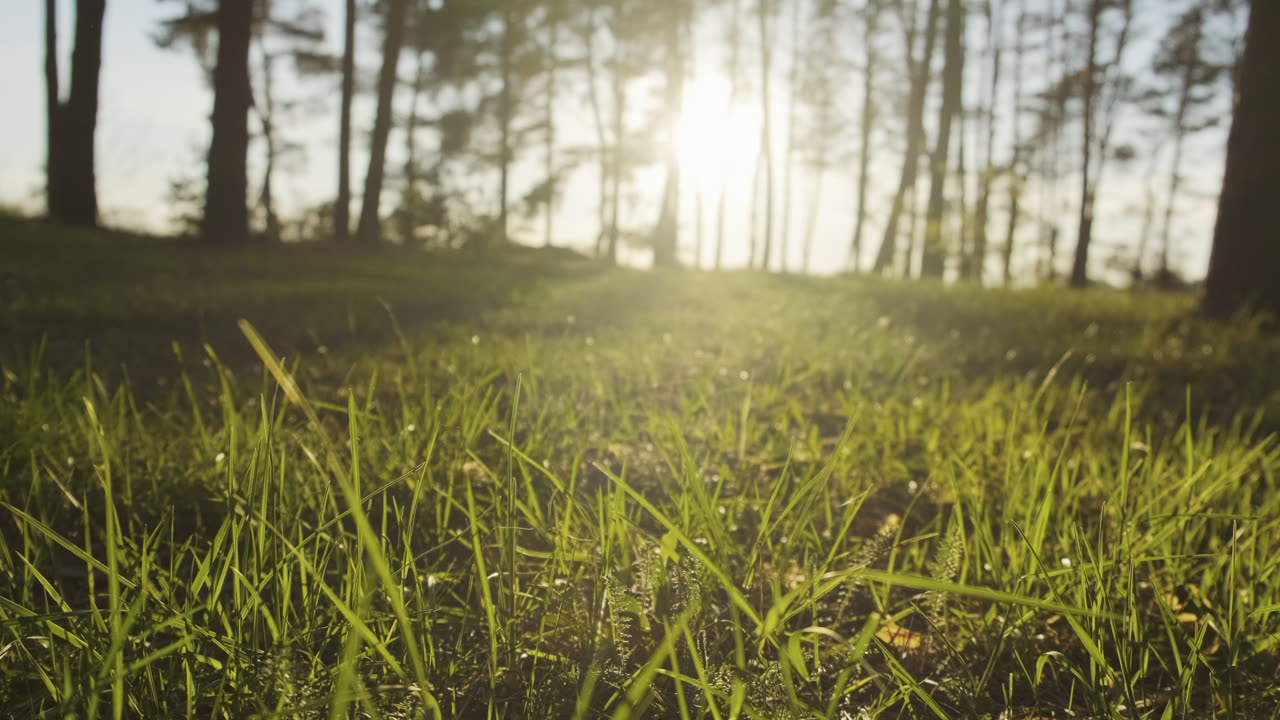 Green Grass Grows In A Pine Forest At Sunset