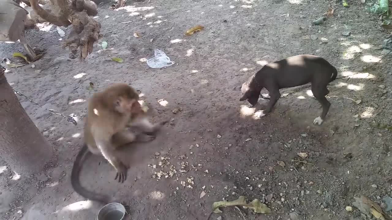 Monkey vs Dog-7