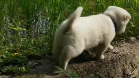 Adorable_Puppy_Playing_with_Baby_Chicks_Will_Make_You_Feel_Better