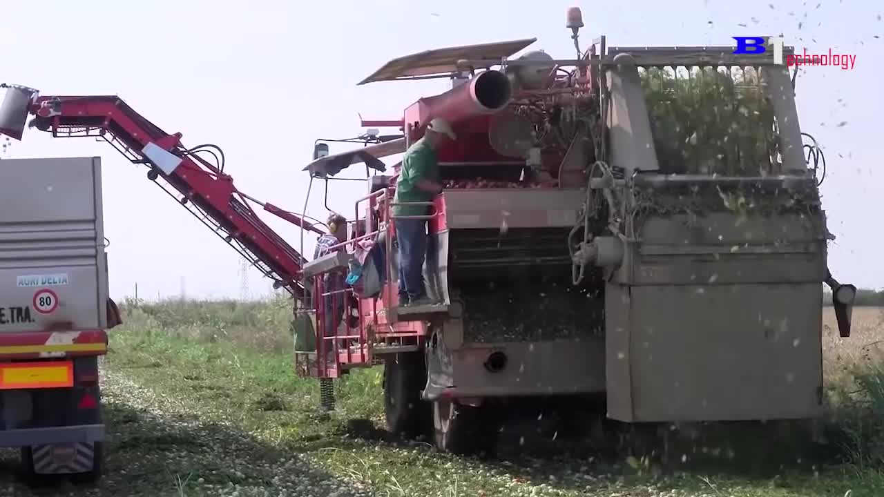 How Tomato Ketchup Is Made, Tomato Harvesting And Processing Process With Modern Technology