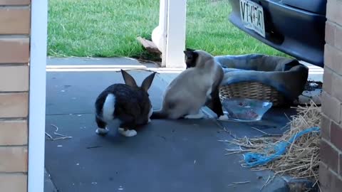 Cheeky Rabbit seeks contact with her Cat housemate