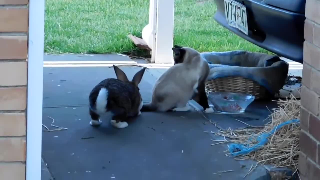 Cheeky Rabbit seeks contact with her Cat housemate