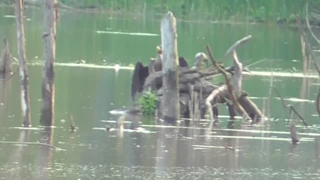 135 Toussaint Wildlife - Oak Harbor Ohio - Gods Humble Cormorant