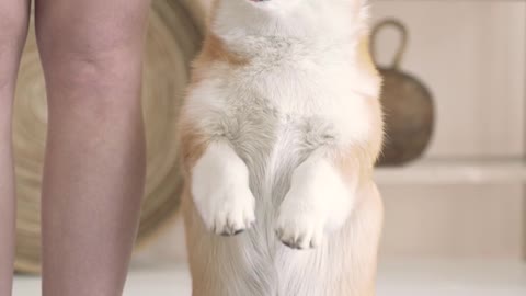 Baby Dogs - Cute and Funny Dog Videos,