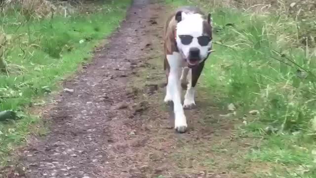 This dog rocks the sunglasses look