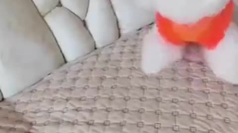 Cute Little Puppy Plays with Balloon ❤️ 🐶 🎈