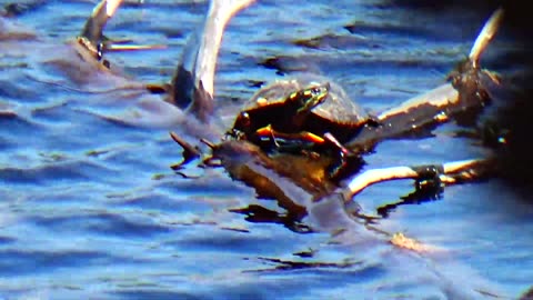 Painted Turtle