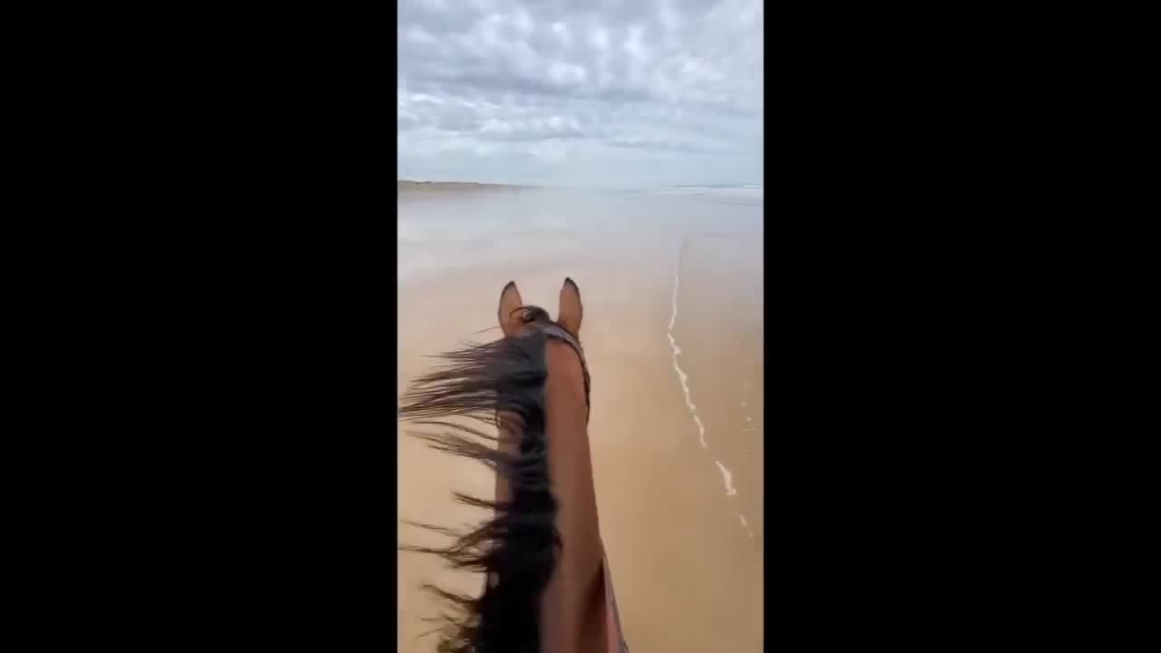 Horse TikToks That Went Viral!