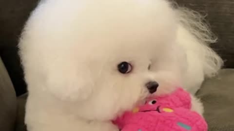 The dog didn't look at me