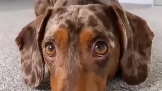 Dog video dog funny video comedy video children video
