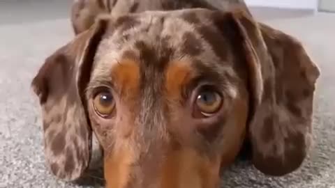 Dog video dog funny video comedy video children video