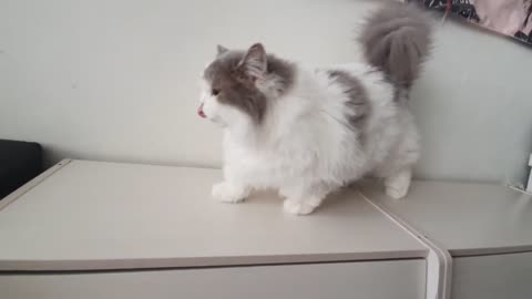 Loafs have high downy defenses, so they don't take damage from Hooman!
