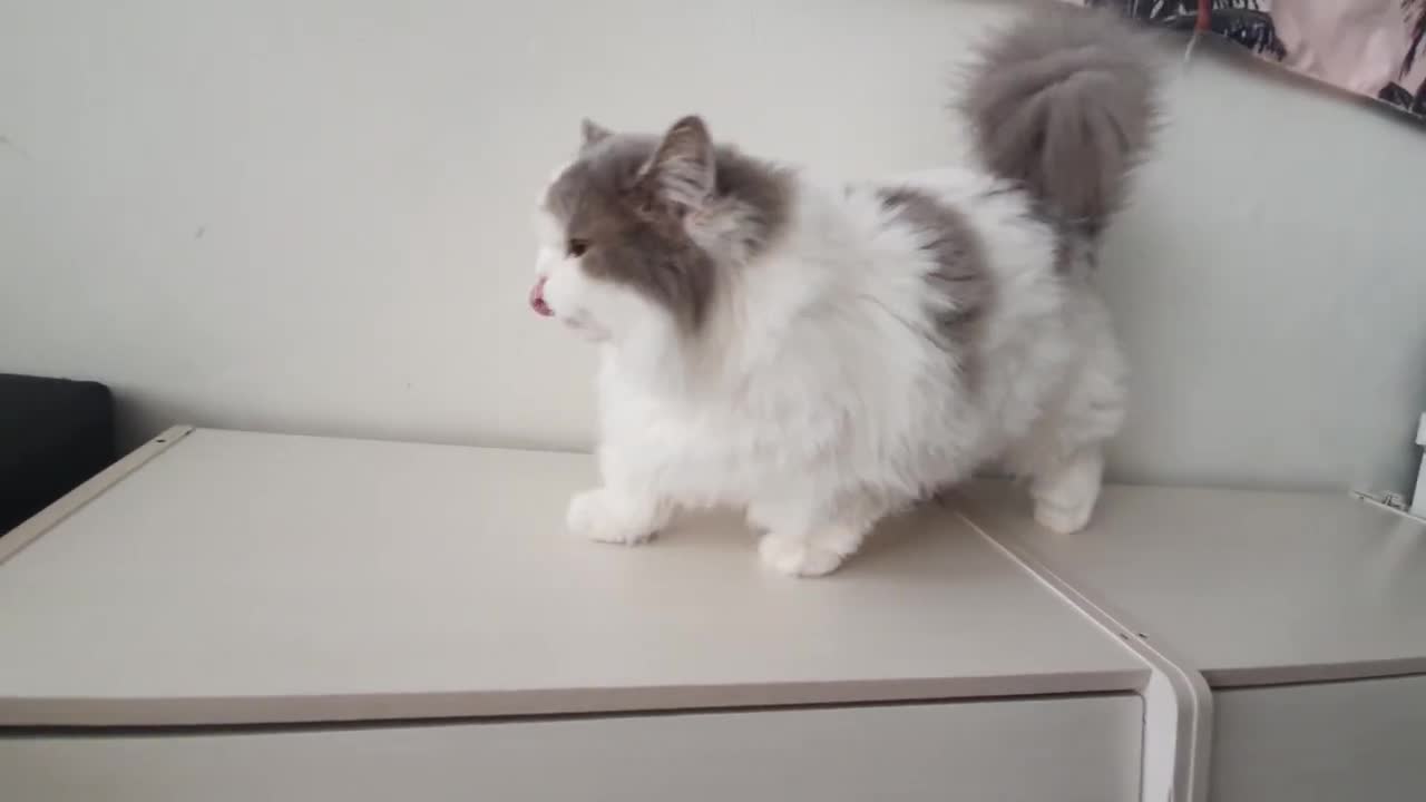 Loafs have high downy defenses, so they don't take damage from Hooman!