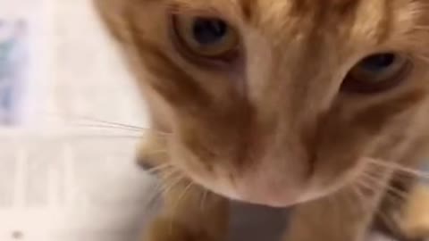 A cat that eats melon seeds