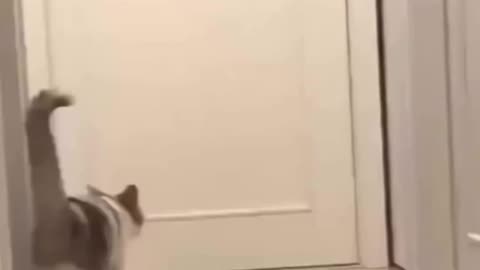 Wwe cats