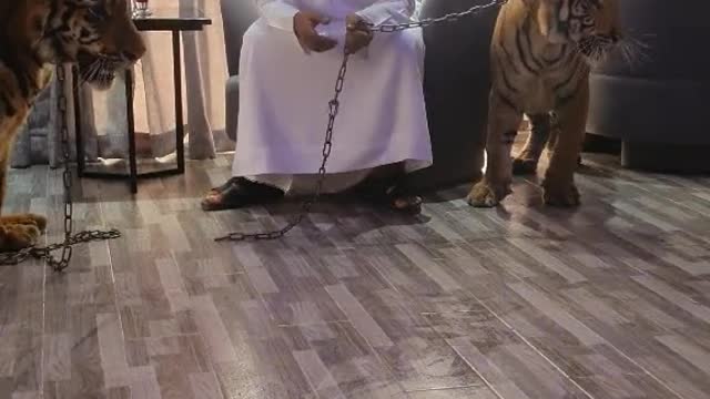 Tiger pet fighting (follow me)