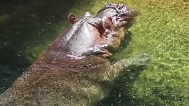 Oh, my God, hippos have big mouths