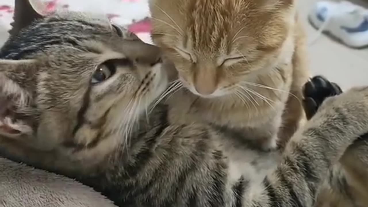 Cute cats