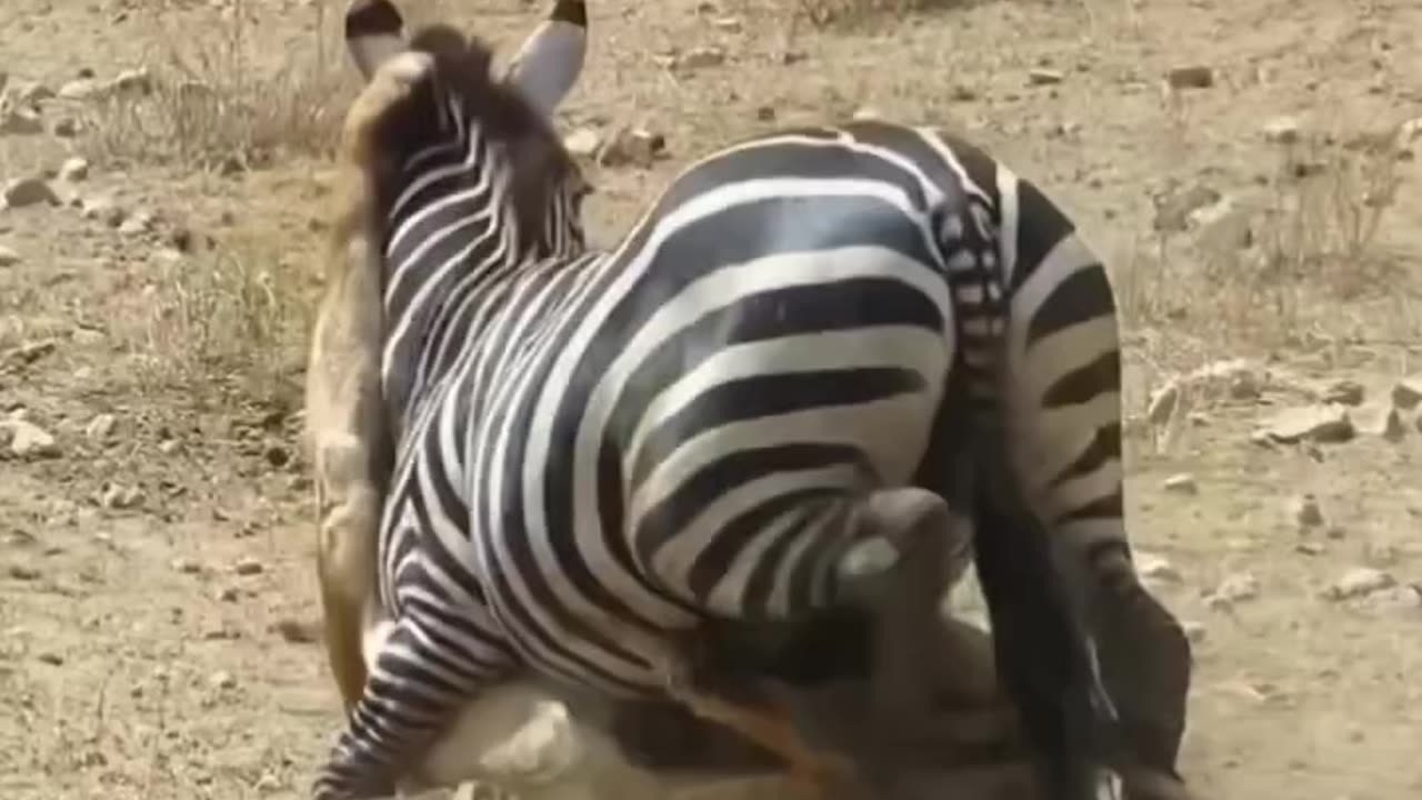 Lion sudden attack on zebra