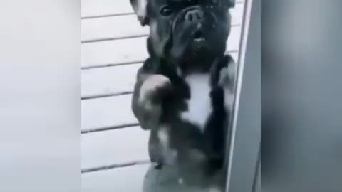 Frenchie shuffle