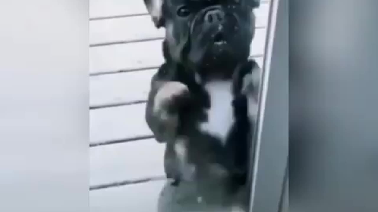 Frenchie shuffle