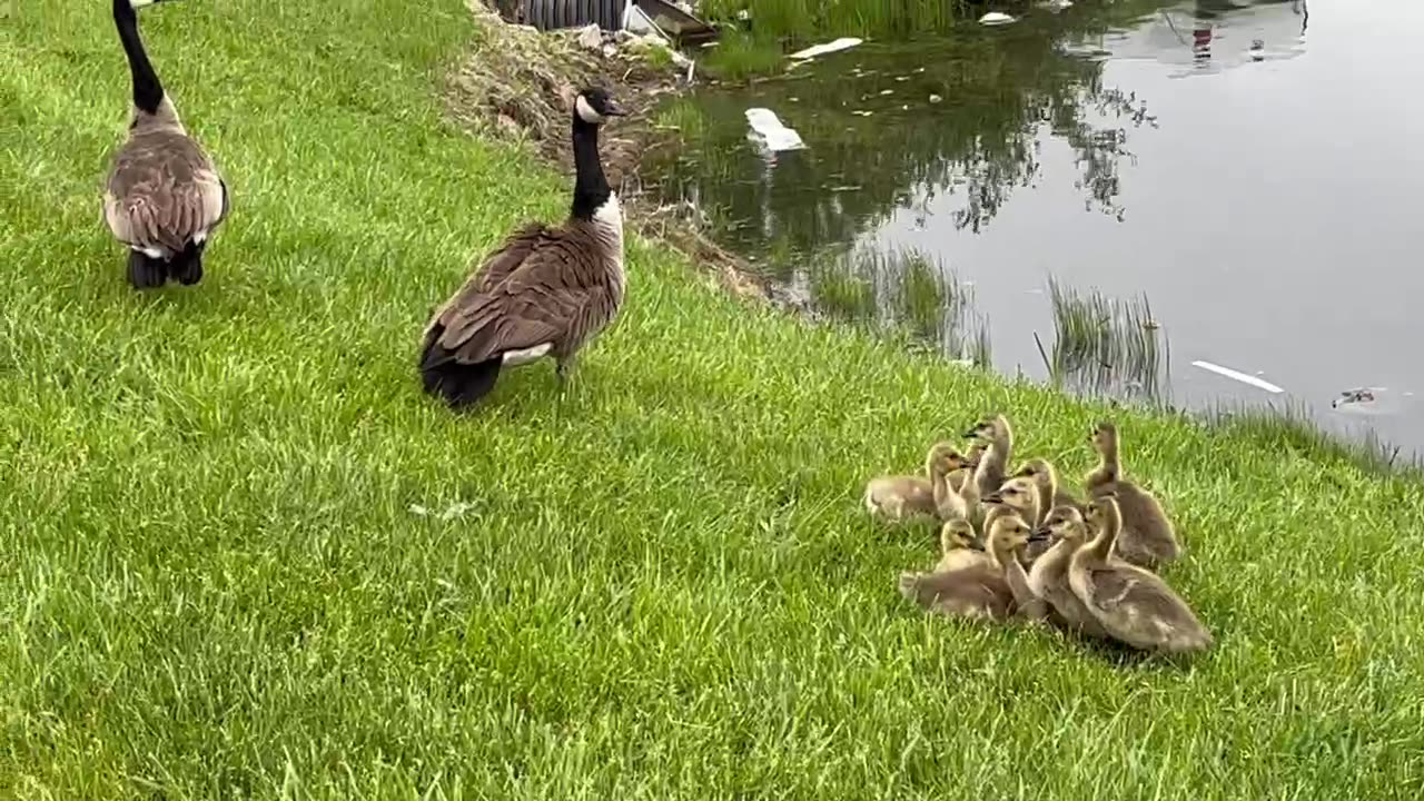 May 15, 2023 - Baby Geese by the Water