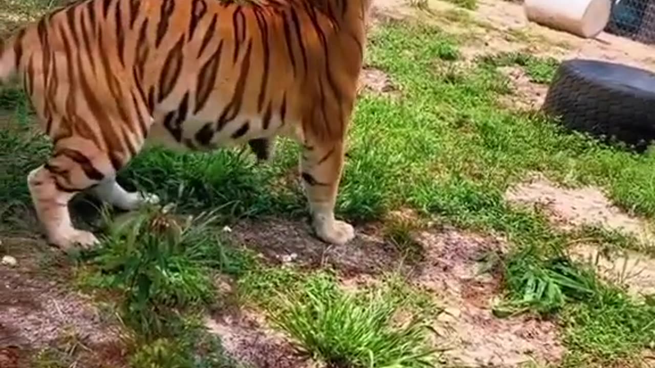 Animals 🦍 W or L 🤷♂️ #foryoupage #foryou #animal #lion