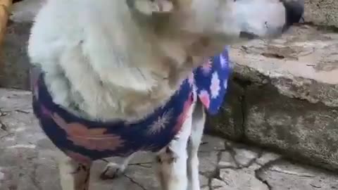 funny dogs