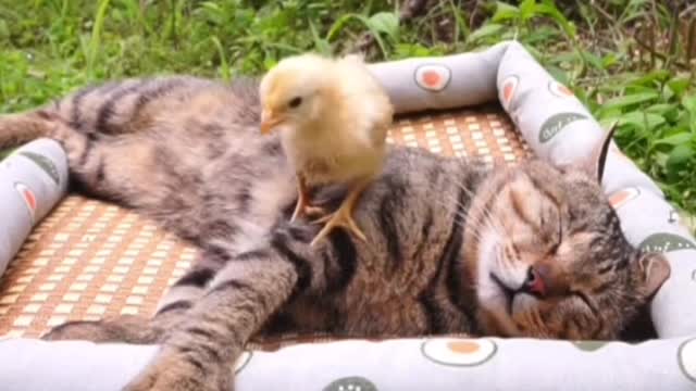 Chicken and cat Episode 1