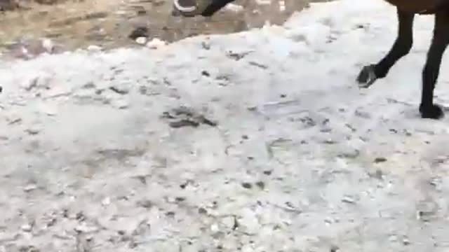 Cat jumps on horse tail - try not to laugh