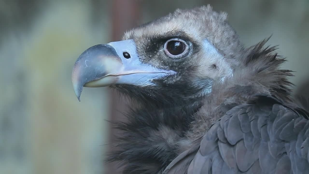 Zoo Animals Tourism Day Nature Bird