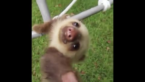 Funny animal baby video