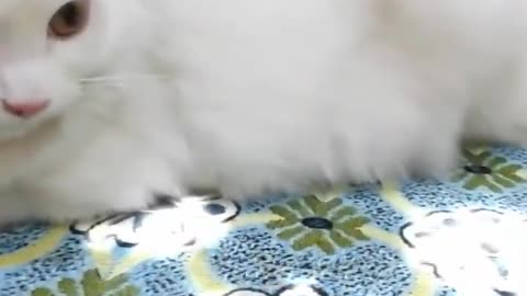 Cute Animals Of World Watching funny baby cats is the hardest try not to laugh challenge